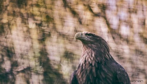 Close-up of eagle against blurred background