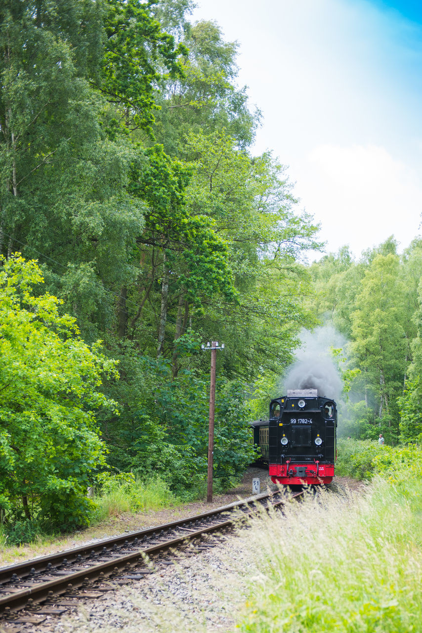 TRAIN ON RAILROAD TRACK AMIDST TREES