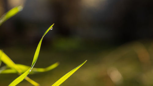 Close-up of fresh green plant