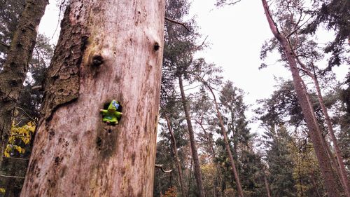 Low angle view of tree trunk in forest