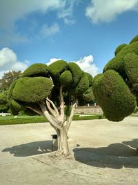 Cactus growing on field against sky