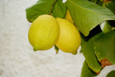 Close-up of lemon