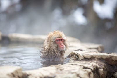 Monkey looking away on rock