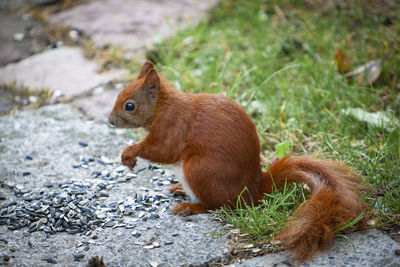 Squirrel on a field