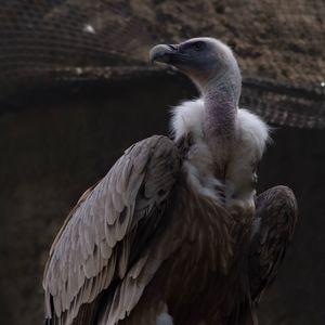 Close-up of eagle against blurred background