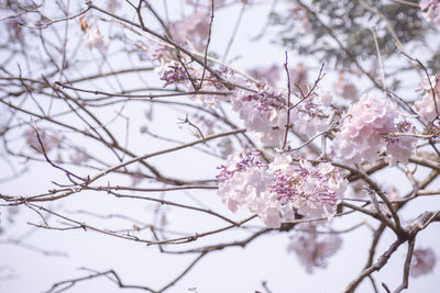 Low angle view of apple blossoms in spring