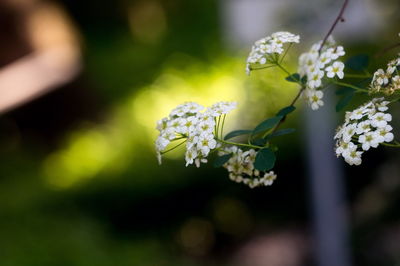 Close-up of white flowering plant