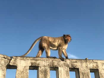 Low angle view of a cat against clear blue sky