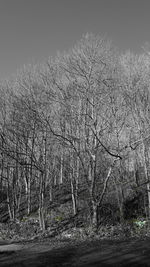 Bare trees on landscape