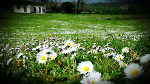 Full frame shot of white daisy flowers in grassy field