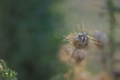 Close-up of wilted plant