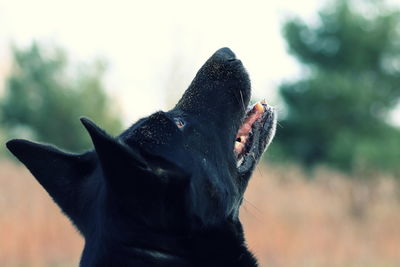 Close-up of a dog