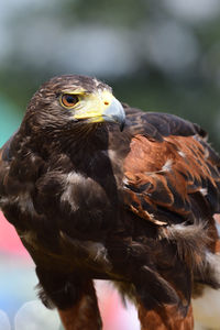 Close-up of a harriss hawk