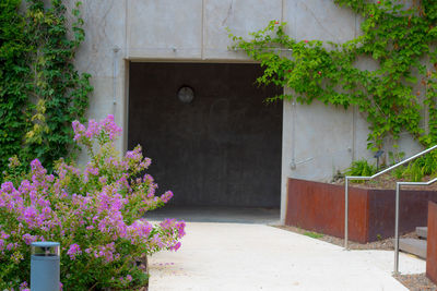 Pink flower plants in backyard