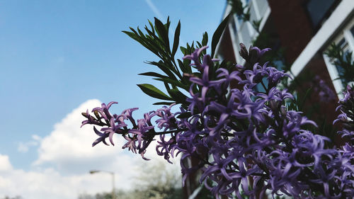 Close-up of purple flowering plant