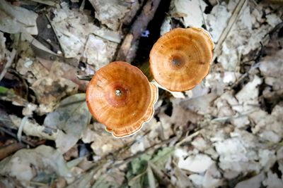 High angle view of mushrooms on field