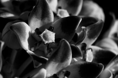 Close-up of flowers