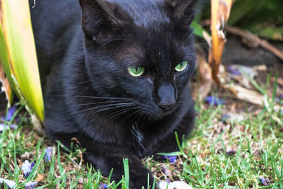 Portrait of black cat