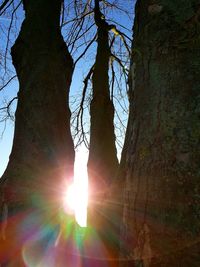 Low angle view of sunlight streaming through tree
