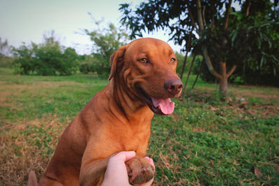 Dog looking away on field