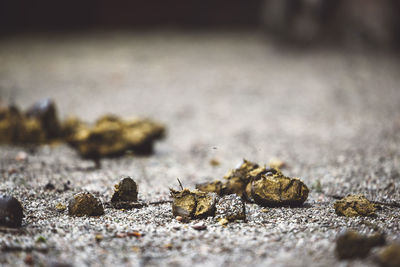 Close-up of dry leaf