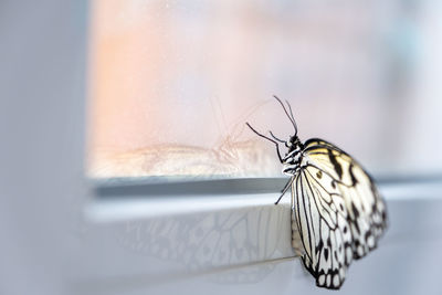 Close-up of butterfly