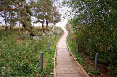 Narrow pathway along trees in forest