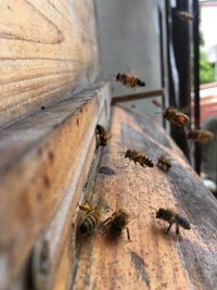 Close-up of bees on wood