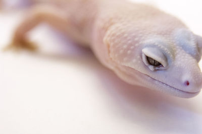 Close-up of lizard against white background