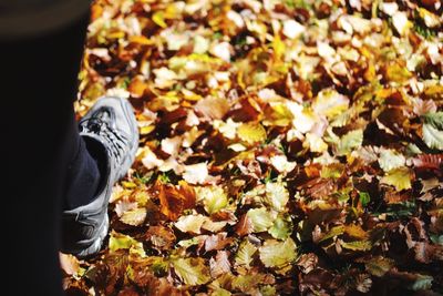 Low section of man standing in autumn leaves