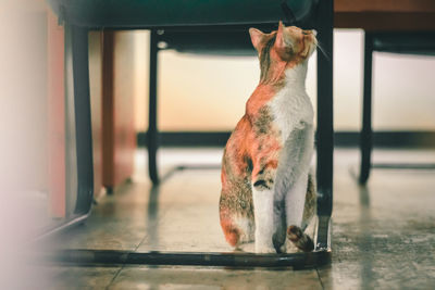 Close-up of a cat standing on table