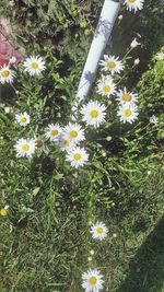 High angle view of white flowers blooming on field