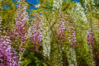 Close-up of purple flowering plants