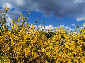 Scenic view of yellow flowering plants against sky