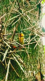Close-up of bird perching on tree