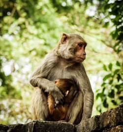 Lion sitting on tree in forest