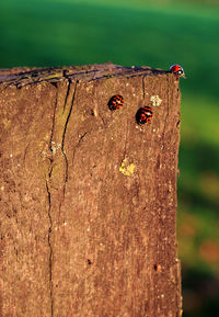 Close-up of insect on tree trunk