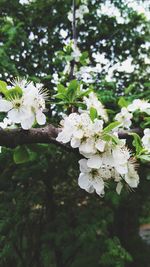 flowering plant