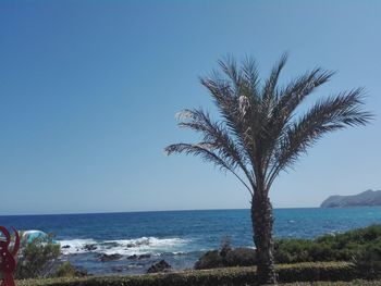 Palm tree by sea against clear sky