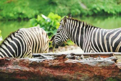 Side view of a zebra