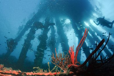 View of fish swimming in sea