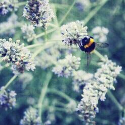 Close-up of bee pollinating on flower