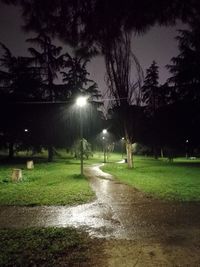 Illuminated trees at night