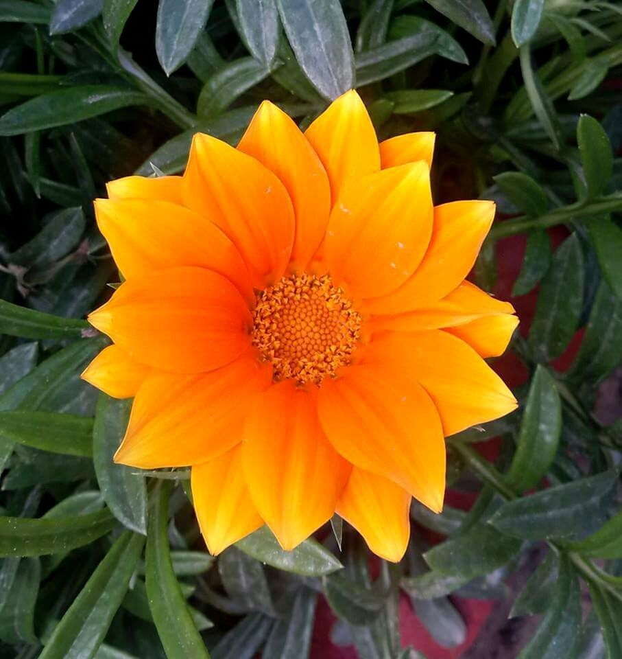 CLOSE-UP OF YELLOW FLOWERS