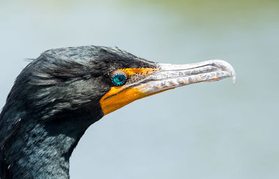 Close-up of a bird looking away