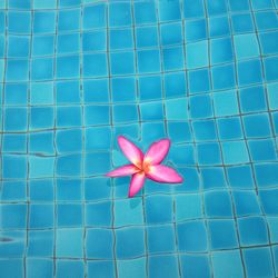 High angle view of pink flower in swimming pool
