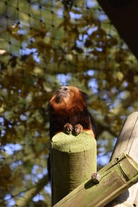 Rear view of horse perching on wood