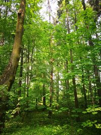 Trees in forest