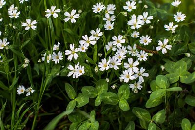 Close-up of white flowering plants on field