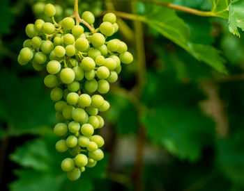 Close-up of grapes growing on plant